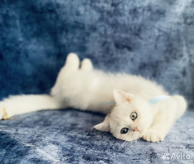 Британский котик. Серебристая шиншилла