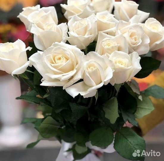 Высокие розы Гигантские розы Доставка цветов