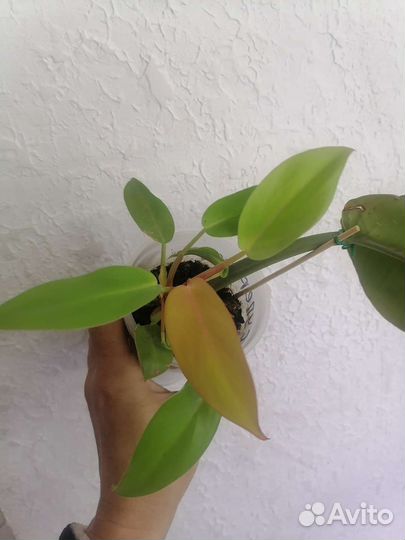 Филодендроны