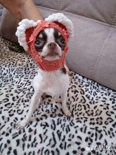 Одежда для маленьких собак