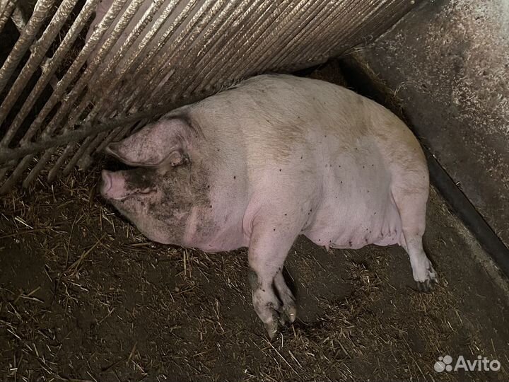 Свиноматки, хряк