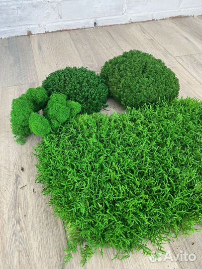 Стабилизированный мох