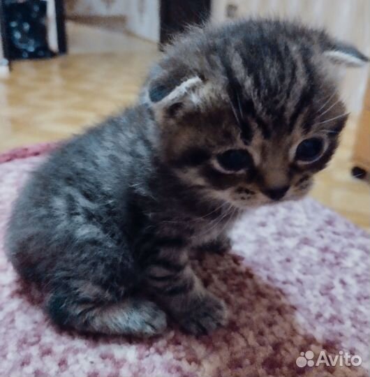 Шотландская вислоухая