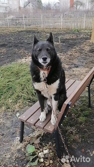 Собака в добрые руки