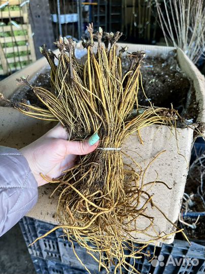 Клематисы оптом