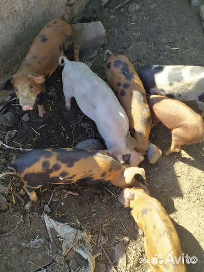 Поросята