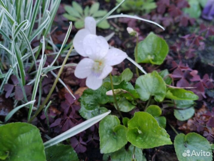 Многолетние садовые цветы