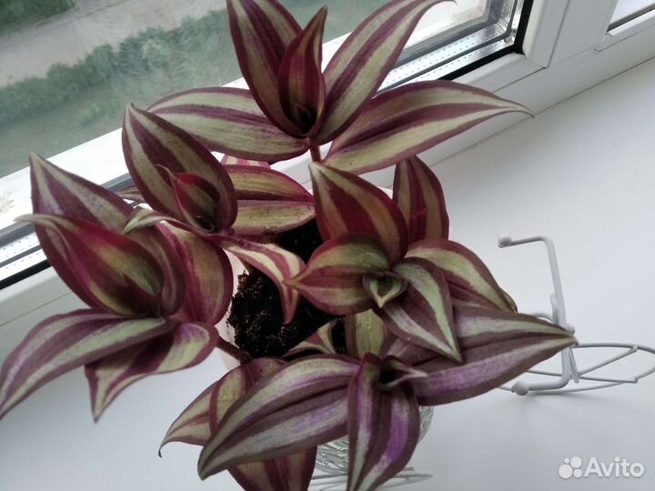 Традесканция зебрина