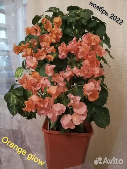 Бугенвиллии