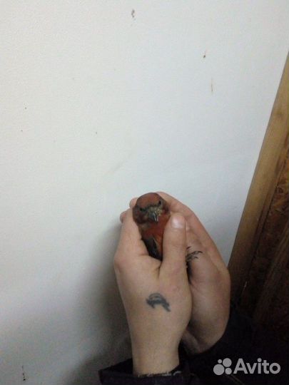 Певчие птицы(Омск)