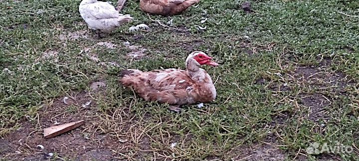 Утки шипуны