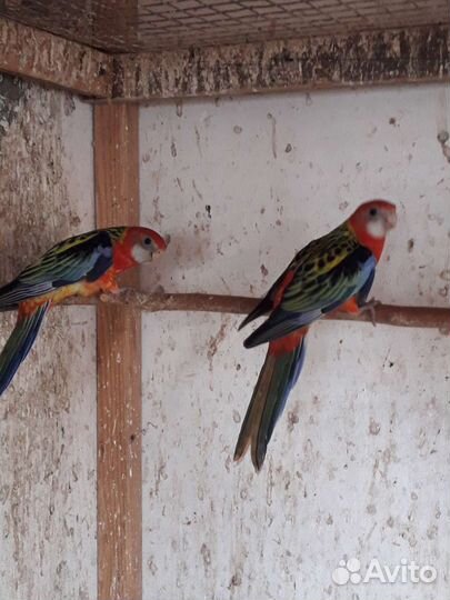 Розелла красная