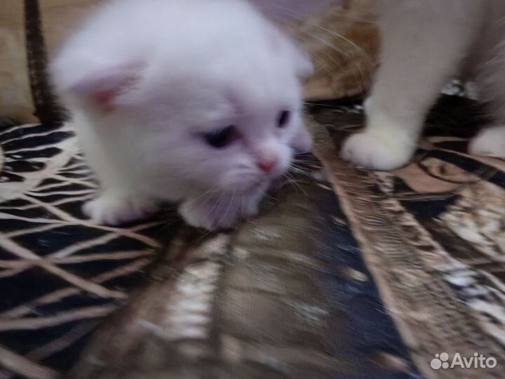 Шотландские вислоухие котята