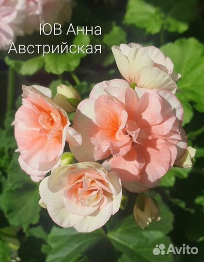 Пеларгония герань