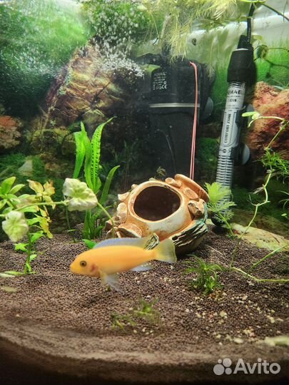 Аквариумные рыбки