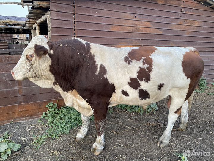 Быки на племя