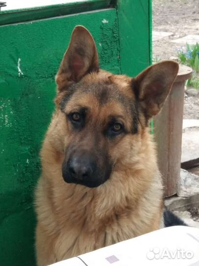 Кобель немецкая овчарка вязка