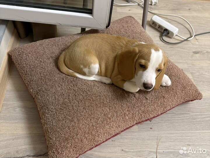 Щенок бигль