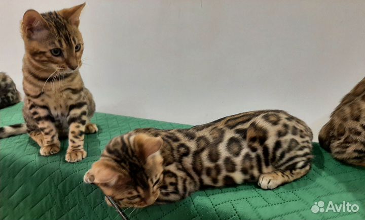 Бенгальские котята