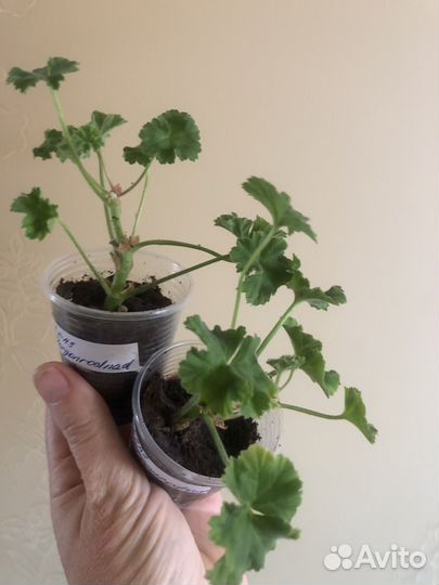 Пеларгония ERAs Morgonrodnad