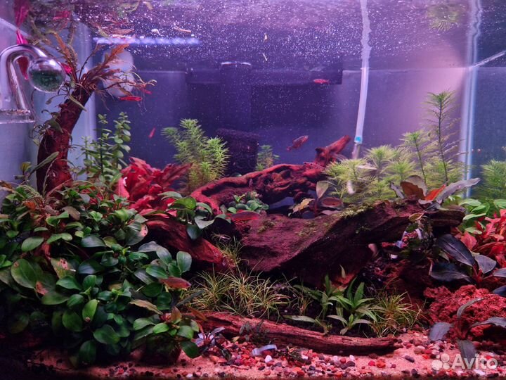 Креветка рили, Растения