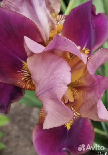 Ирис бородатый