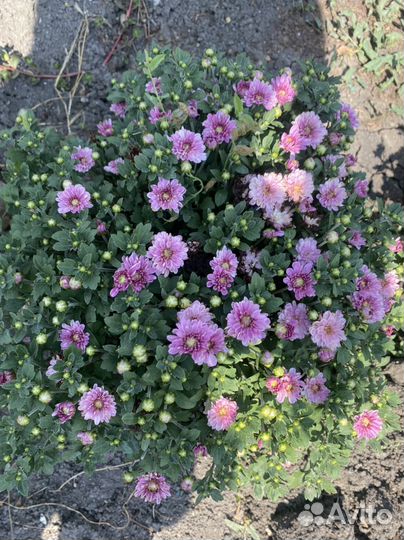 Хризантемма мультифлора цветы