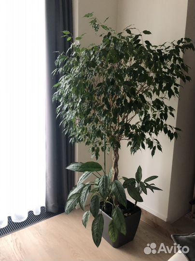 Фикус бенджамина большой (h 150)