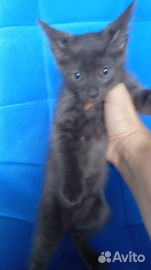 Котята ищут дом