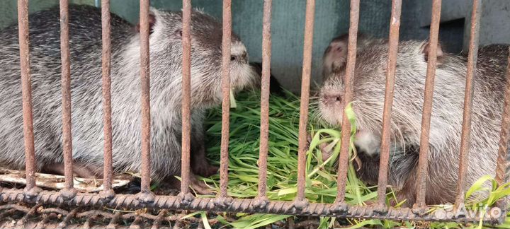 Нутрии (самцы и самочки)