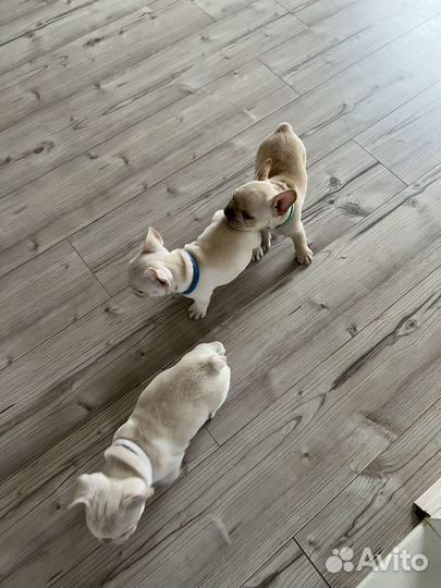 Щеночки французские бульдоги