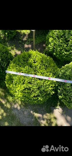 Чернозем рассыпчатый,перегной крс,1/20куб,мешками