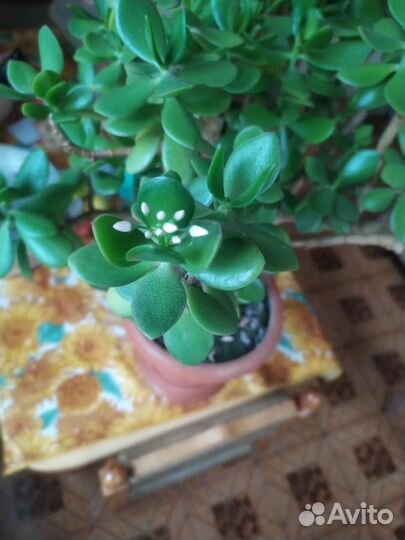 Денежное дерево 57см, толстянка (crassula ovata)