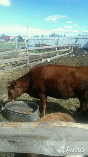 Коровы первотелки
