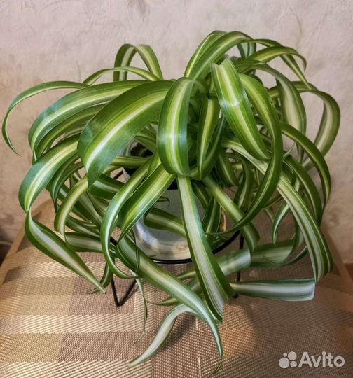 Хлорофитум бонни кудрявый