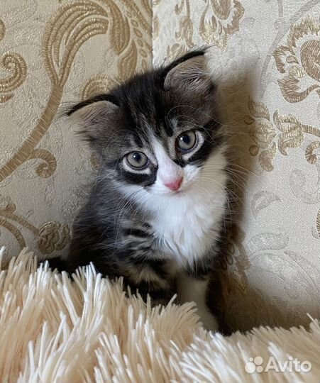 Шотландская вислоухая кошка (смесь) бесплатно