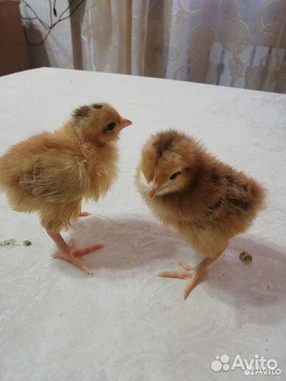 Цыплята, яйцо