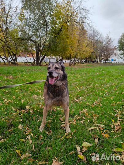 Спасите собаку из приюта