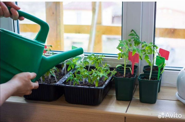 Рассада перца, томатов, баклажан, капусты