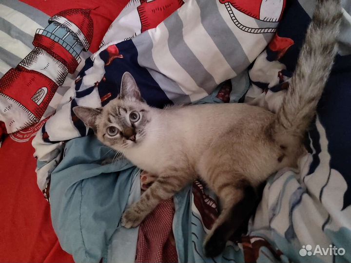 Тайская кошечка