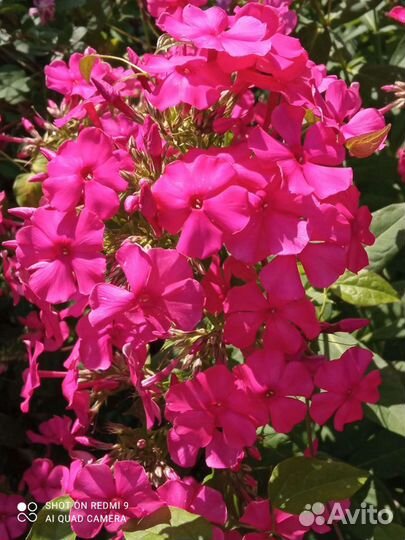 Флоксы многолетние