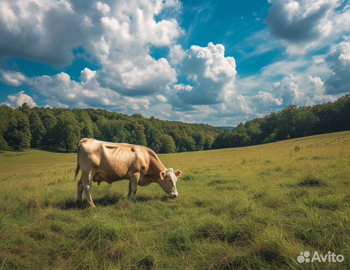 Вахта без опыта Дояр
