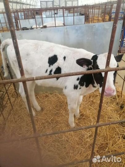 Бычки возрастом 2 месяца