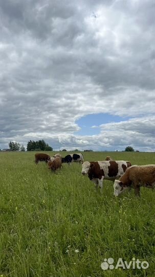 Быки герефорд и сементал