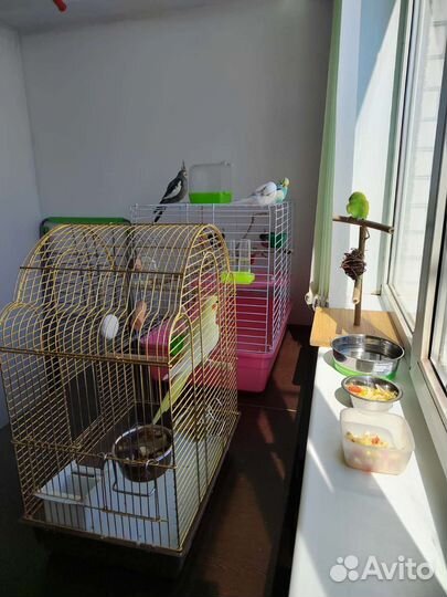 Кореллы и волнистый попугай