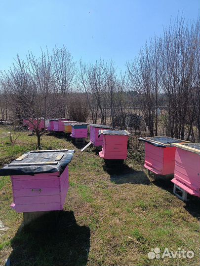 Пчелы бакфаст