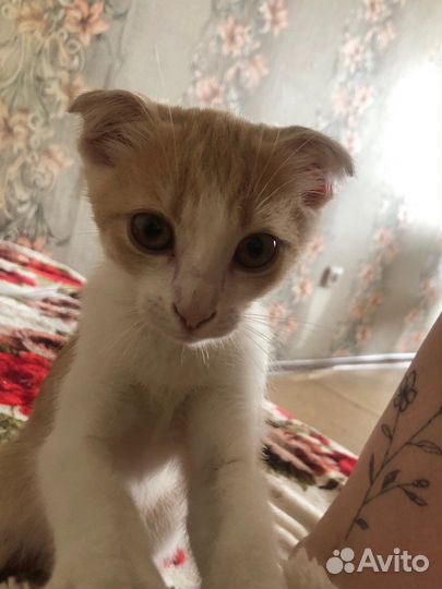 Вислоухий кот