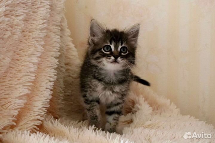 Тигровый котёнок в дар