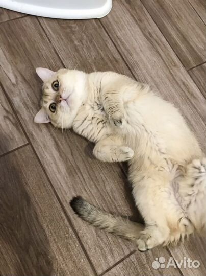 Шотландский золотой кот