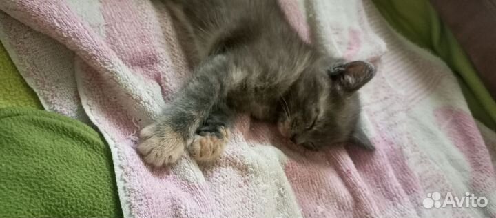 Кошка котёнок